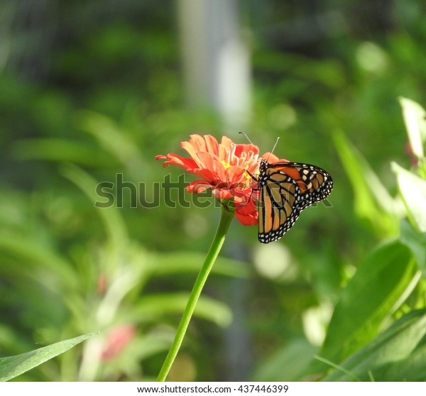 Monarch Butterfly Danaus Plexippus Feeds On Stock Photo