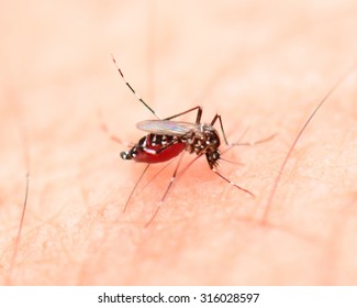 Close Mosquito Sucking Blood On Human Stock Photo Edit Now 427315762