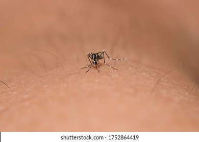 Mosquitoaedes Sucking Blood Human Body Macro Stock Photo Edit Now