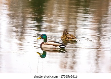 Tealwaterfowl On Lake Thailandmigratory Birds Thailand Stock Photo