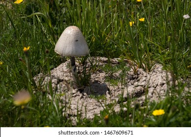 Mushrooms Growing Out Cow Patty Stock Photo 1467609671 Shutterstock