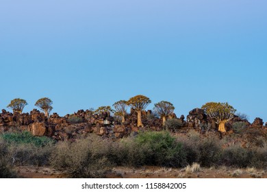 Mystic Quiver Tree Kalahari Forest Around Stock Photo