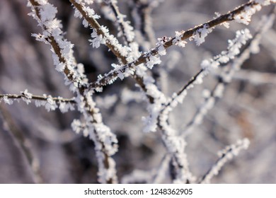 Naked Branches Bushes Trees Winter Note Foto De Stock 1248362899