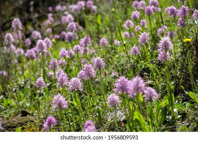 Naked Man Orchid Orchis Italica On Stock Photo 1956809593 Shutterstock