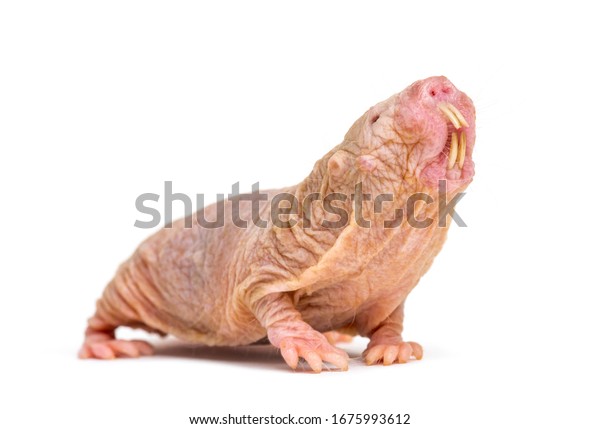 Naked Molerat Hairless Rat Isolated On Stock Photo Edit Now