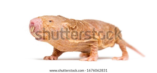 Naked Molerat Hairless Rat Isolated On Stock Photo Edit Now 1676062831