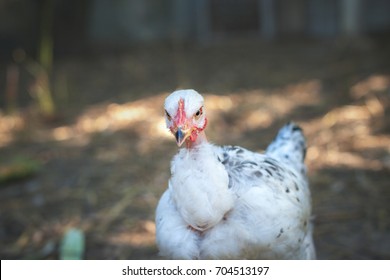 Naked Neck Chicken Stock Photo Edit Now 704513197