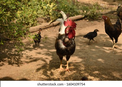 378 Naked Neck Rooster Images Stock Photos Vectors Shutterstock