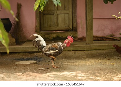 Naked Neck Rooster Images Stock Photos Vectors Shutterstock