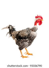 Naked Neck Rooster Images Stock Photos Vectors Shutterstock