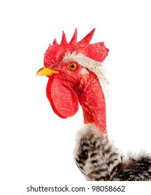 Naked Neck Rooster Images Stock Photos Vectors Shutterstock