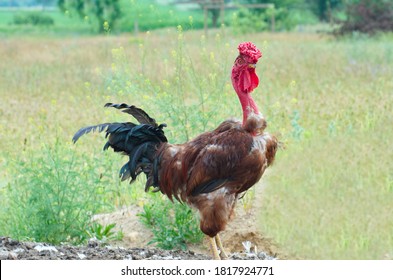 378 Naked Neck Rooster Images Stock Photos Vectors Shutterstock