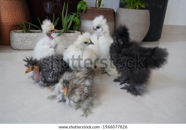 Naked Neck Silkie Showgirl Chicks White Stock Photo