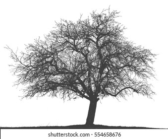 Naked Oak Tree Silhouette Isolated On Stockfoto Shutterstock