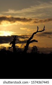 Naked Tree Branch Silhouette Beautiful Sunset Stock Photo