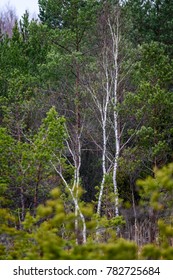 Naked Tree Branches Against Dark Background Stock Photo 782725684