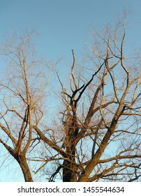 Naked Tree On Sky Background Stock Photo Shutterstock