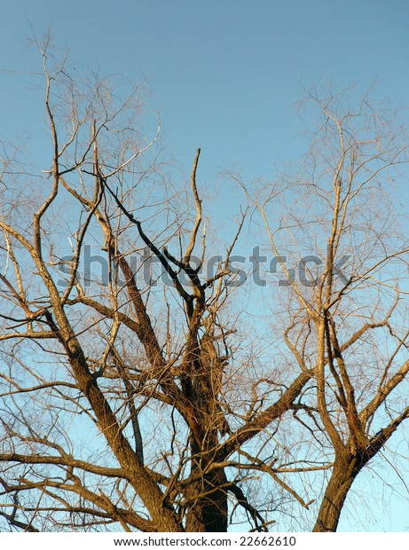 Naked Tree On Sky Background Stock Photo 22662610 Shutterstock