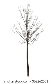 Naked Tree On White Background Stock Photo 362262551 Shutterstock