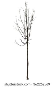 Naked Tree On White Background Stock Photo 362262569 Shutterstock