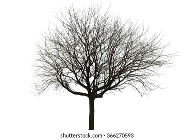 Naked Tree On White Background Stock Photo Edit Now