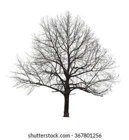 Naked Tree On White Background Stock Photo Shutterstock