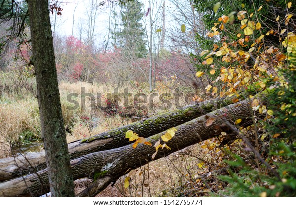 Naked Trees Autumn Forest Woth Some Stock Photo 1542755774 Shutterstock