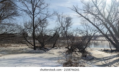 Naked Trees Winter Forest Stock Photo Shutterstock