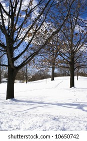 Naked Trees Winter Snowed Field Stock Photo Shutterstock