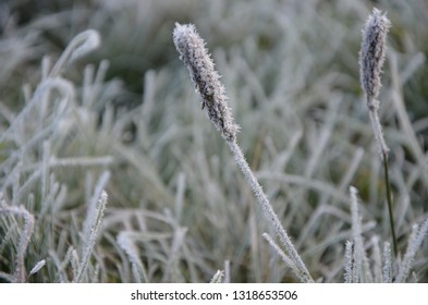 Salix Discolor Glaucous Willow Pussy Willow Stock Photo