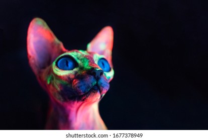 Neon Cat Bald Cat Neon Painted Stock Photo Shutterstock