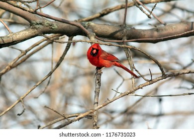 Northern Cardinal Cardinalis Cardinalis Redbird Common Stock Photo