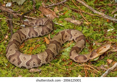 Northern Copperhead Snakes One North Americas Stock Photo 2006125001