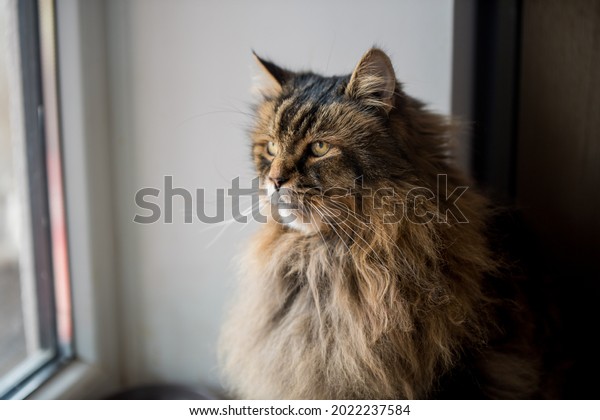 Norvegian Forest Cat Close Portrait Looking Stock Photo