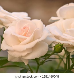 Nude Coloured Roses Garden Summer Stock Photo 1281469048 Shutterstock