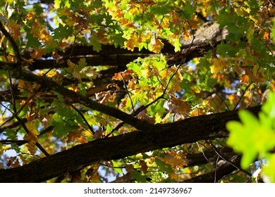 Oak Foliage Turning Yellow Autumn During Stock Photo