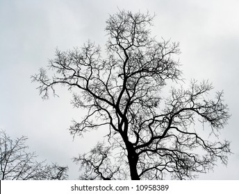 Old Naked Tree On Sky Background Stock Photo Edit Now