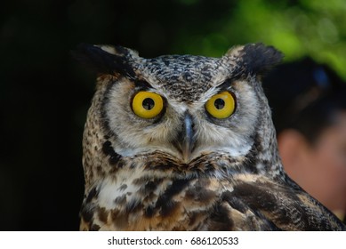 Portrait Wise Owl Beautiful Eyes Stock Photo 3826303 Shutterstock