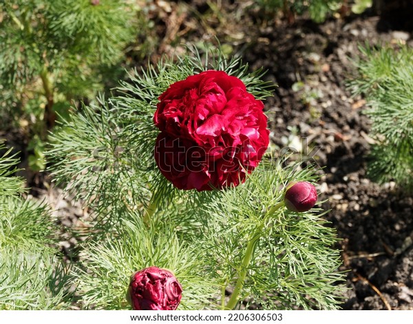 Paeonia Tenuifolia Steppe Peony Fern Leaf Stock Photo