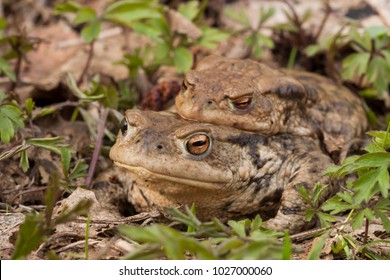 Pair Common Toad During Mating Stock Photo Shutterstock