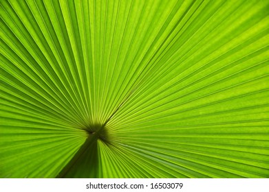 Palm Leaf Diagonal Lines Kerriodoxa Elegans Stock Photo Edit Now