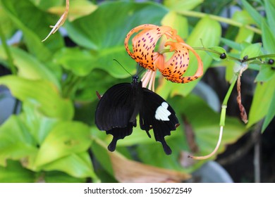 188 Papilio Helenus Helenus Images Stock Photos Vectors Shutterstock