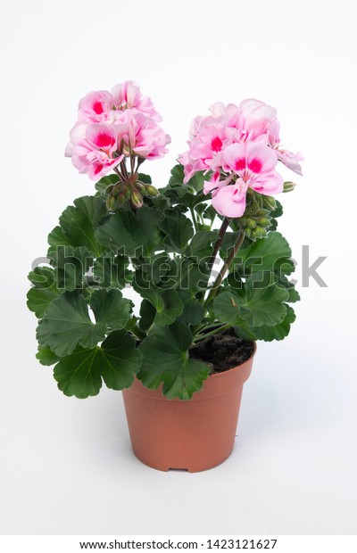 Pelargonium Peltatum Grp Toscana Sil Linus Stock Photo