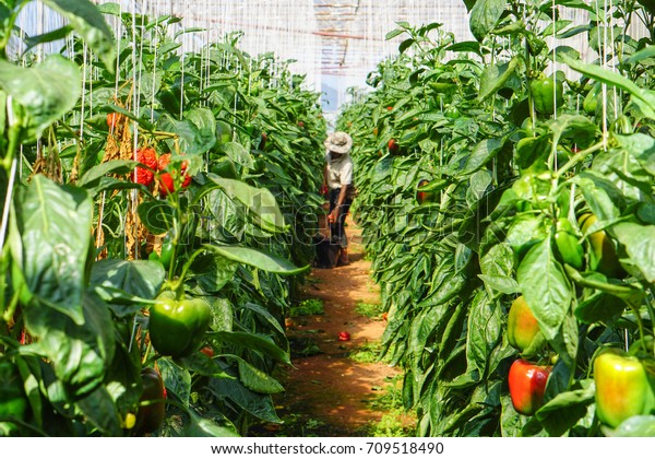 Pepper Farming Has Growth Bell Pepper Stock Photo Edit Now