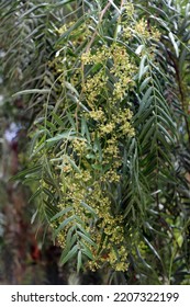 Peruvian Pepper Tree Schinus Molle Branches Stock Photo