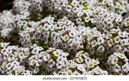 Petite Snow White Flowers Lobularia Maritima Shutterstock