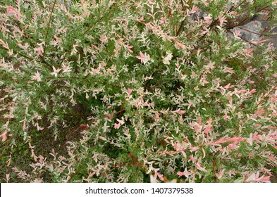 Photo Hakuro Nishiki Japanese Dappled Willow Stock Photo