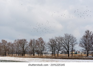 Pigeon Frozen Images Stock Photos Vectors Shutterstock