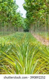 Pineapple Plant Field Rubber Garden Thailand Stock Photo 390892252