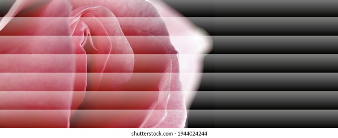 Sex Pussy Vulva Clitoris Vagina Orgasm Stock Photo